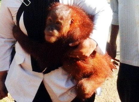Scorpion and Partners Save a Juvenile Orangutan From Illegal Pet in Sumatra (July 28, 2016) 